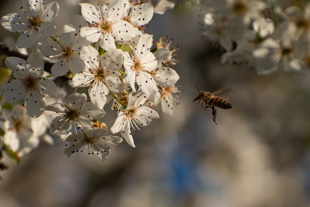 a bee is flying away from some white flowers