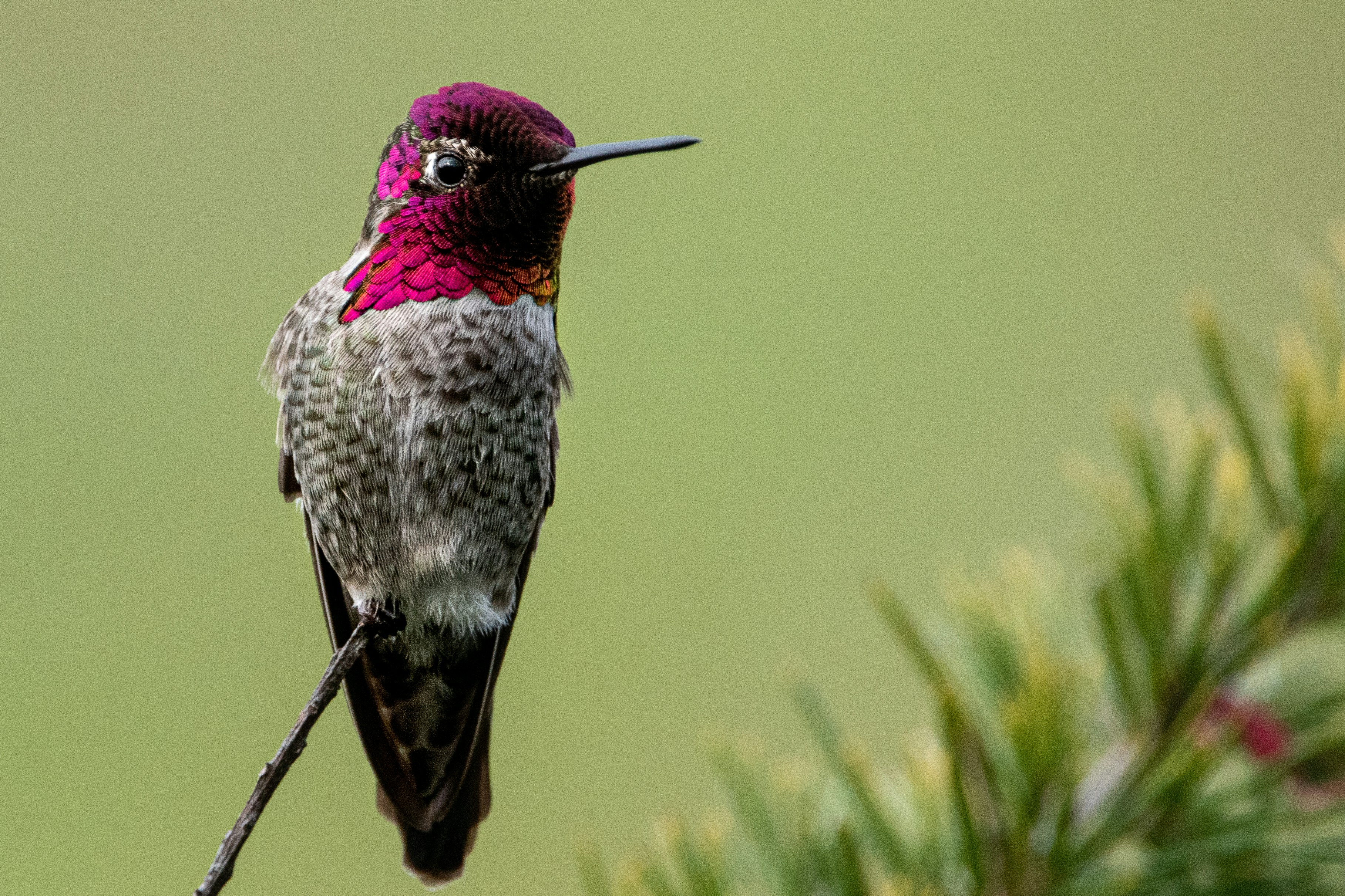 A hummingbird perches on a pine tree branch photo Free Bird Image on