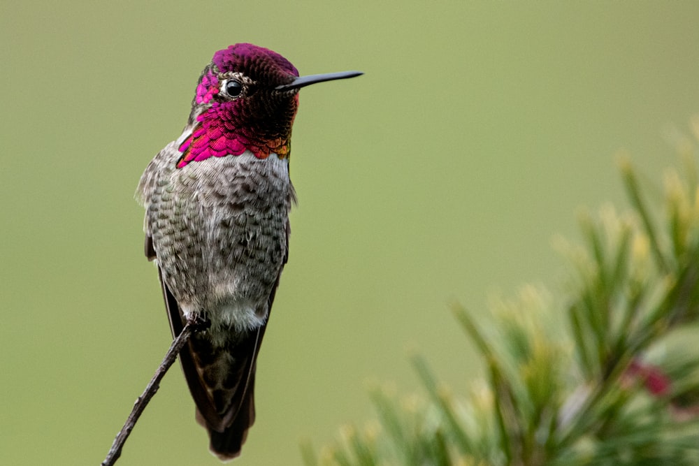 a hummingbird perches on a pine tree branch