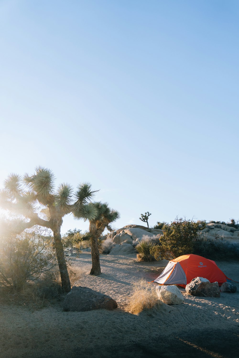 a tent in the desert with a joshua tree in the background