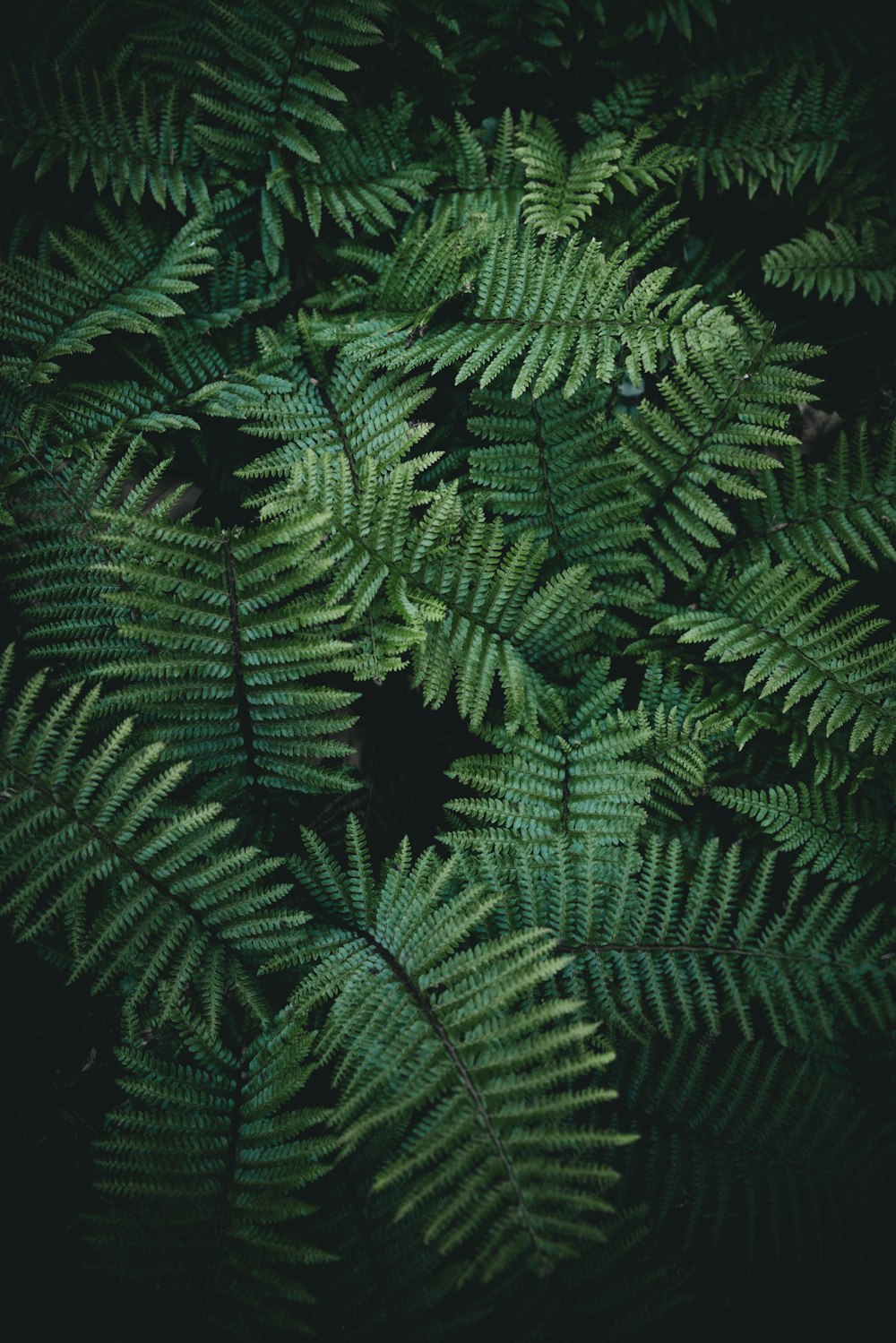 a close up of a green plant with lots of leaves