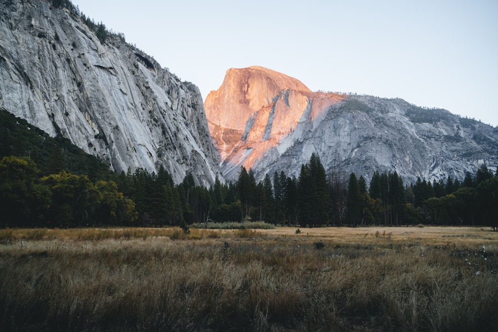 a grassy field with a mountain in the background