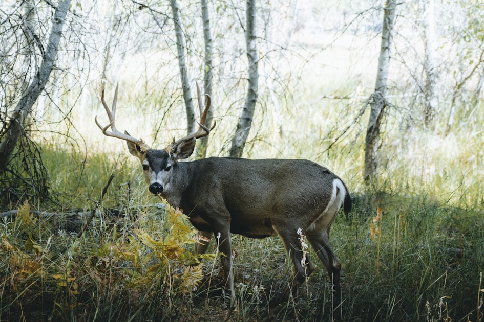 Mature mule deer buck with large bifurcated antlers standing in open sagebrush terrain in the American West