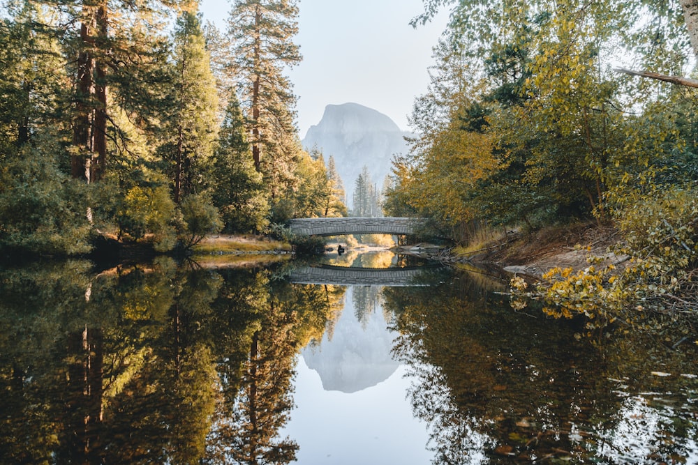 a bridge over a body of water surrounded by trees