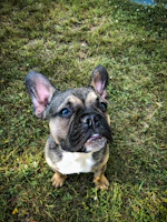 A playful Royse City French Bulldog puppy with a shiny brindle coat sitting on green grass.