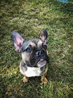 Close-up of a lilac-colored French Bulldog puppy with big curious eyes sitting on lush green grass.