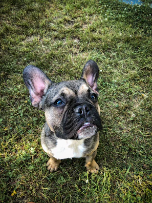 A playful French Bulldog puppy with a shiny brindle coat sitting on green grass in a sunny backyard.