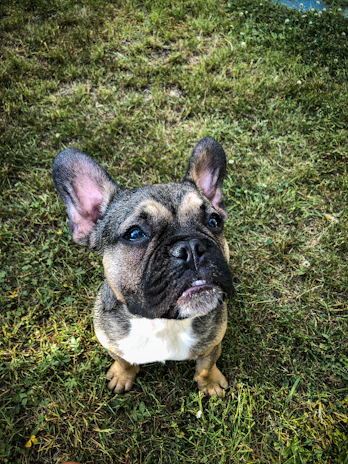Close-up of a lilac-colored French Bulldog puppy with big curious eyes sitting on lush green grass.