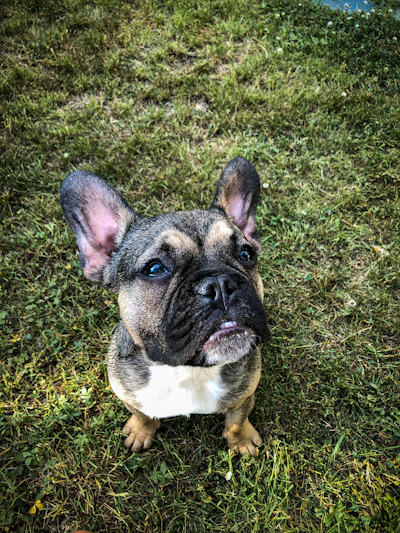 A playful French Bulldog puppy with a shiny brindle coat sitting on a grassy patch in Denton County.