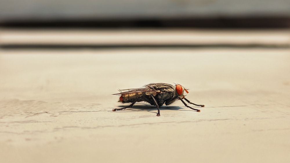 a close up of a fly on the ground