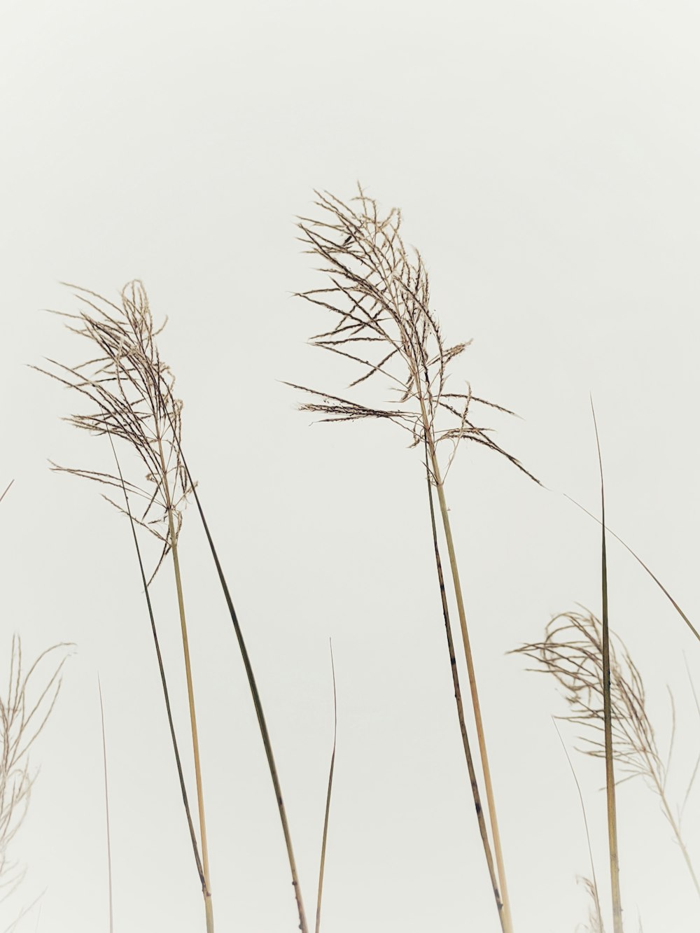 a group of tall dry grass blowing in the wind