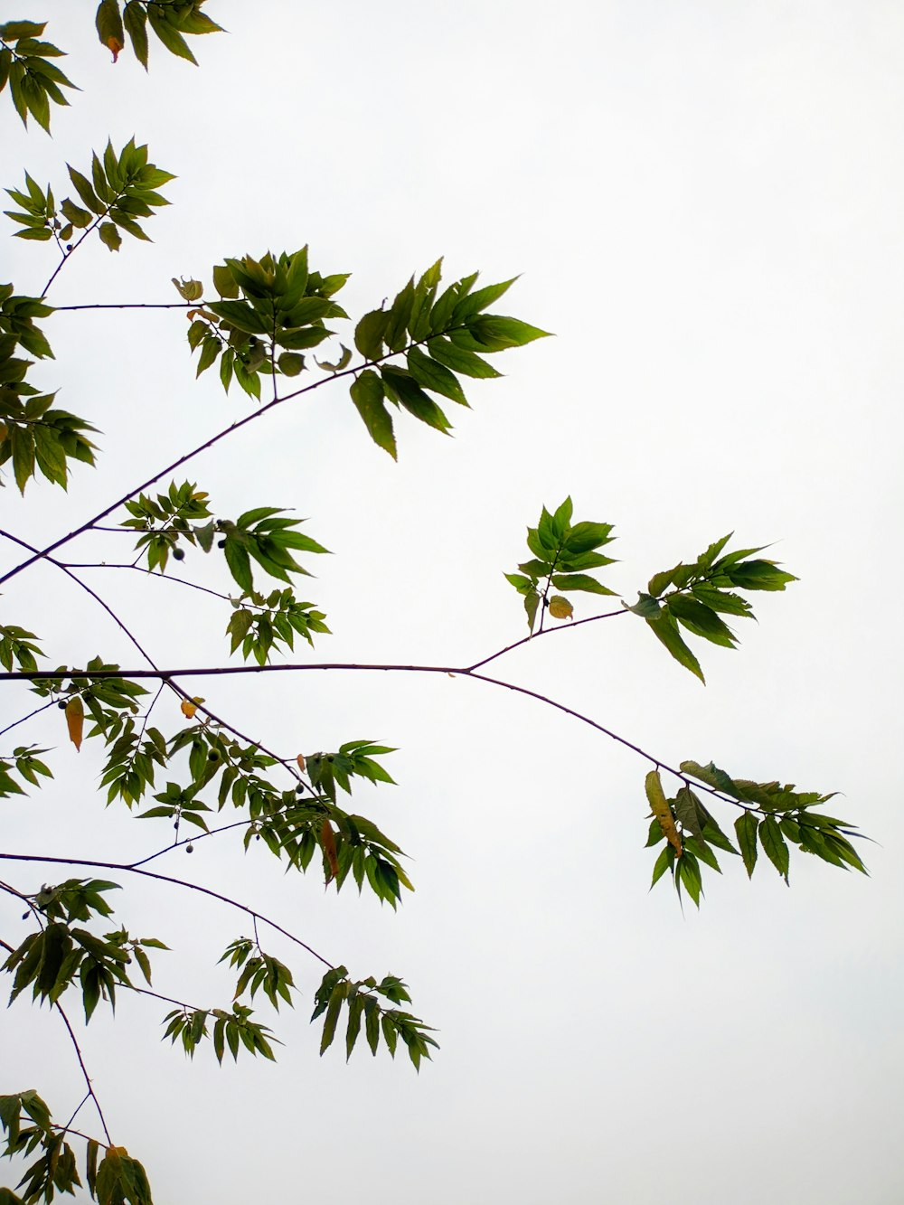 a tree branch with green leaves against a white sky