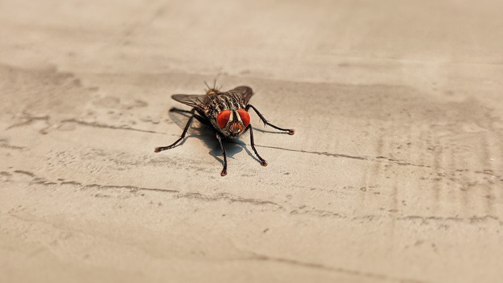 Un primer plano de una mosca en el suelo