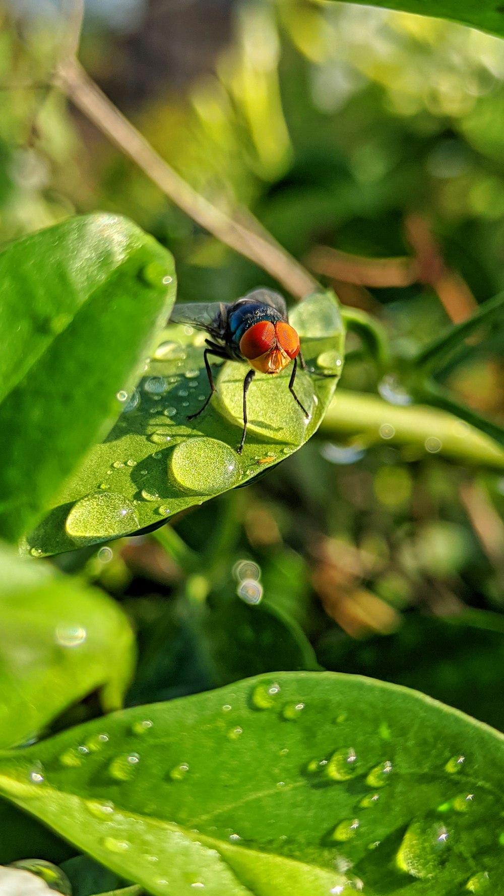 a red and black insect sitting on top of a green leaf