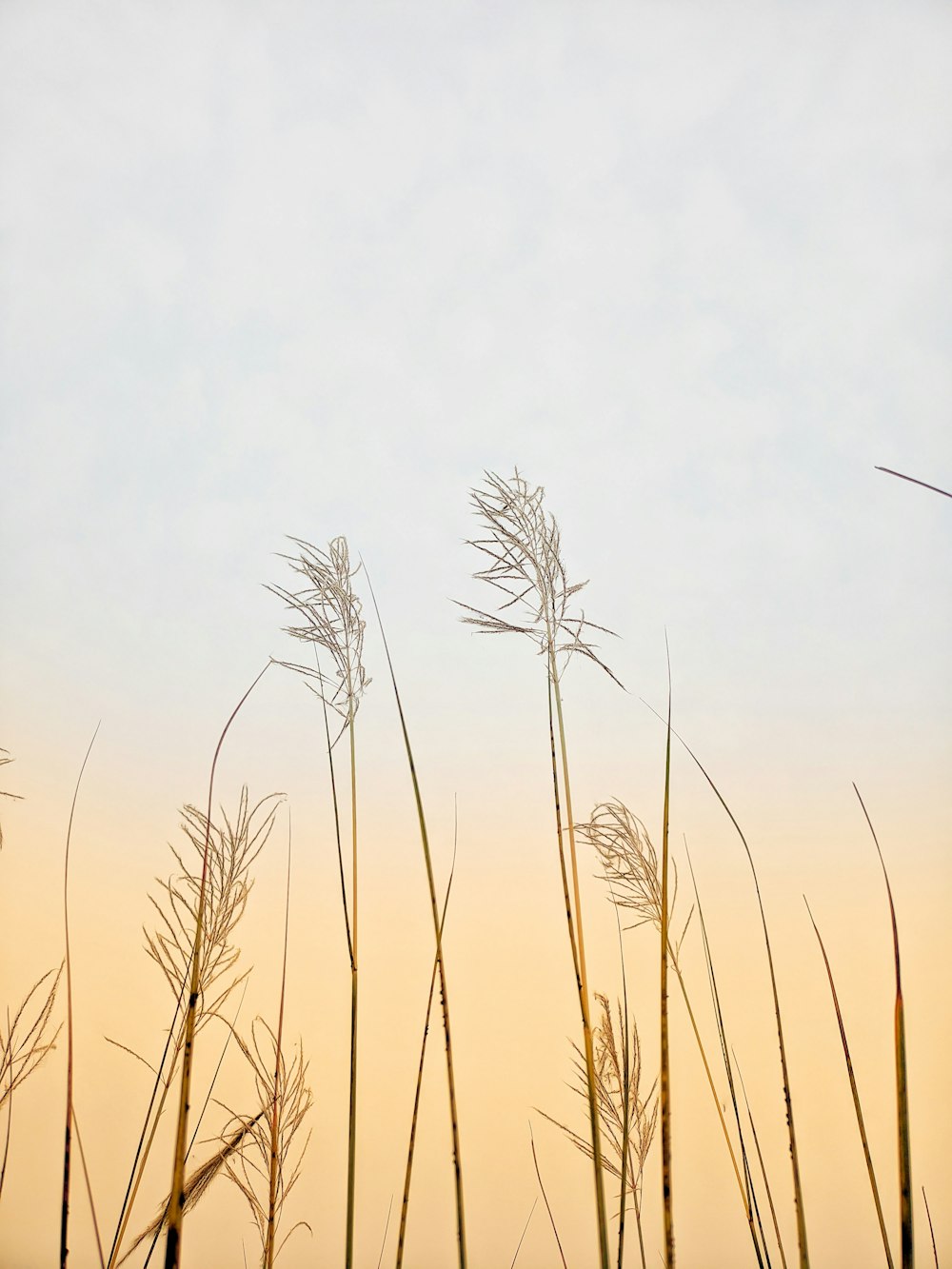 a field of tall grass with a sky in the background