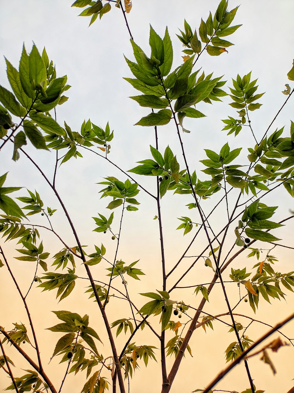 a close up of a tree with green leaves