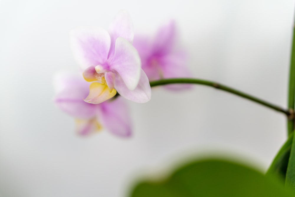 a close up of a flower with a white background