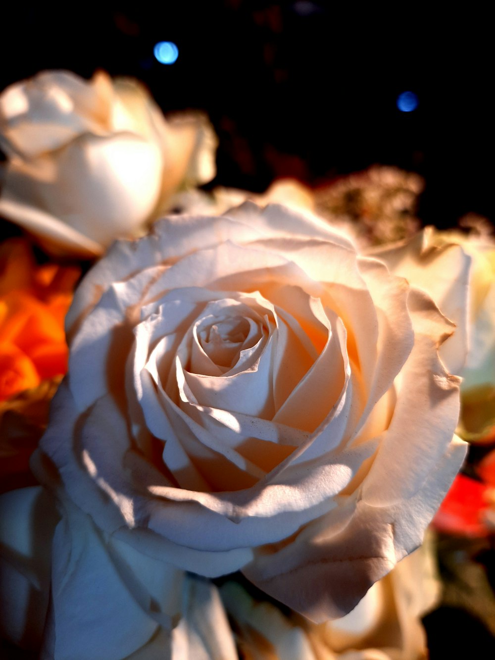 a close up of a white rose on a black background