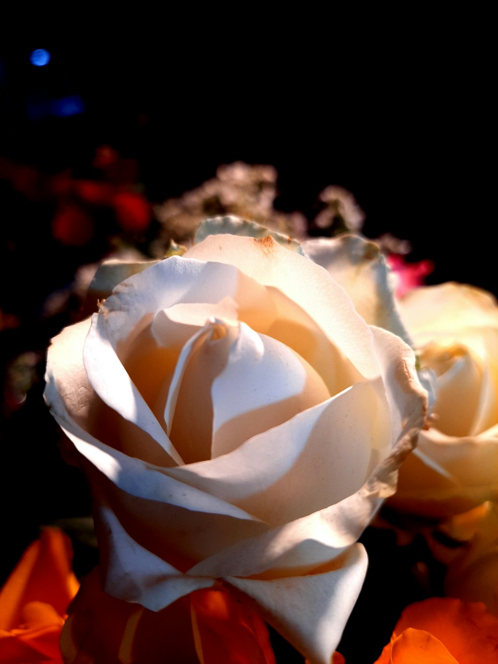 Un primo piano di una rosa bianca su sfondo nero