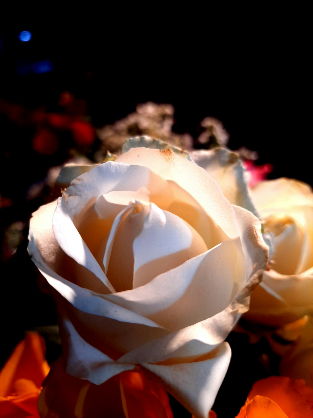 a close up of a white rose on a black background