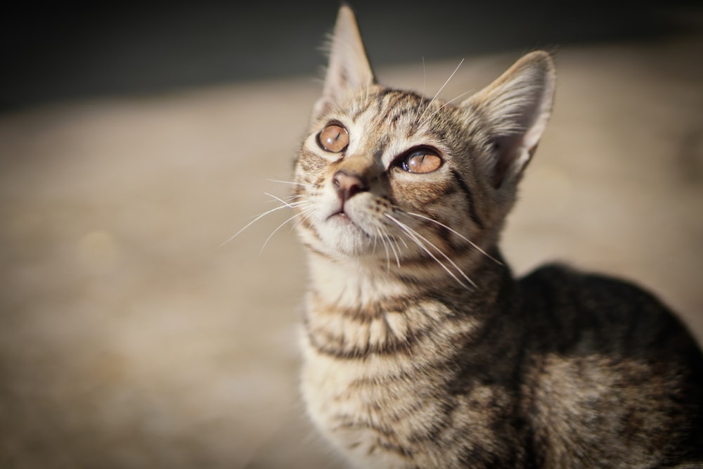 a close up of a cat looking up