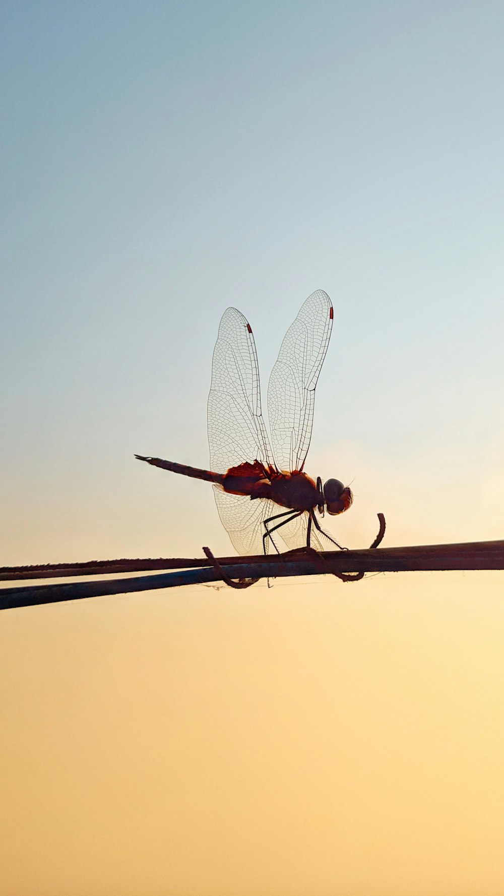 a dragon flys across the sky at sunset