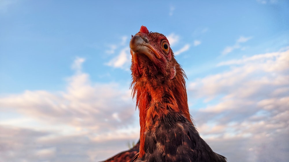 a close up of a bird with a sky background