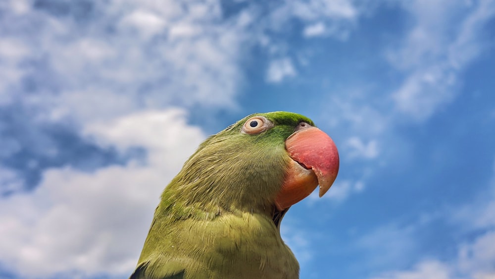 a close up of a parrot with a sky background