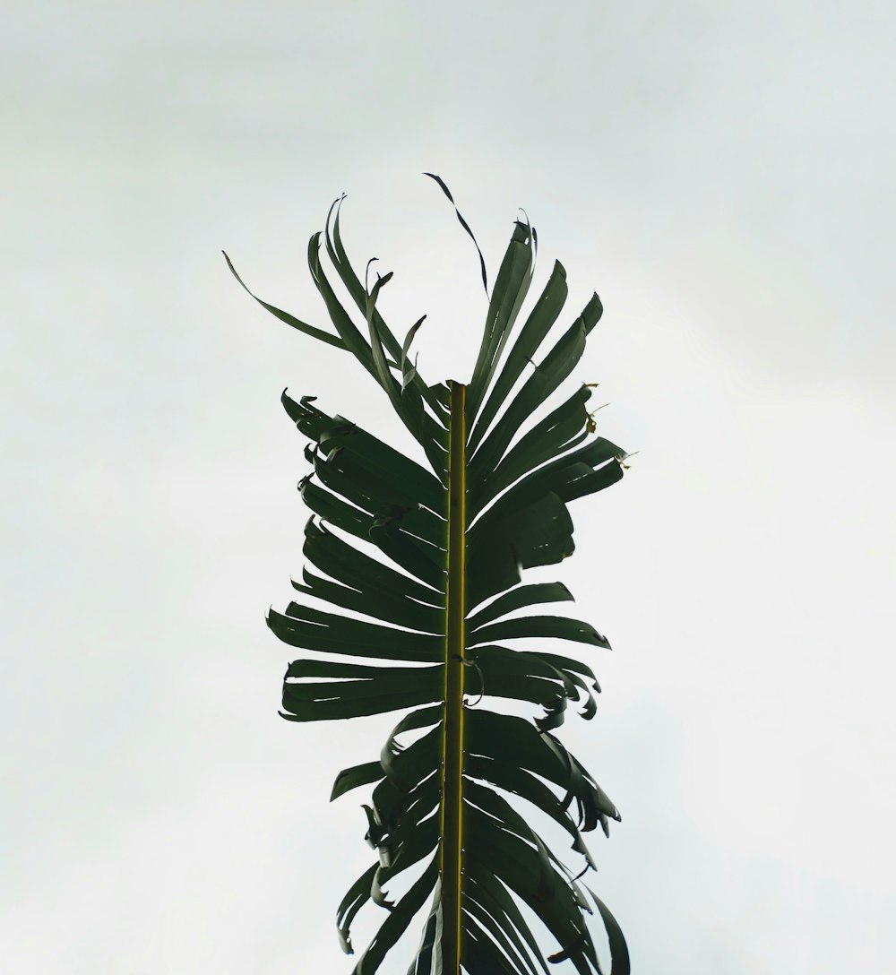 a tall palm tree with a sky background