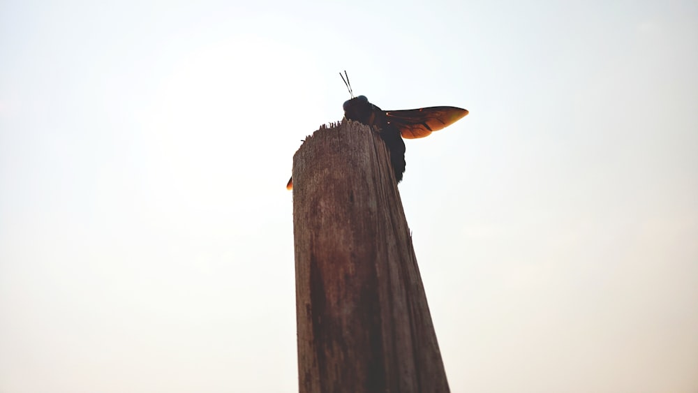 a bird perched on top of a wooden post