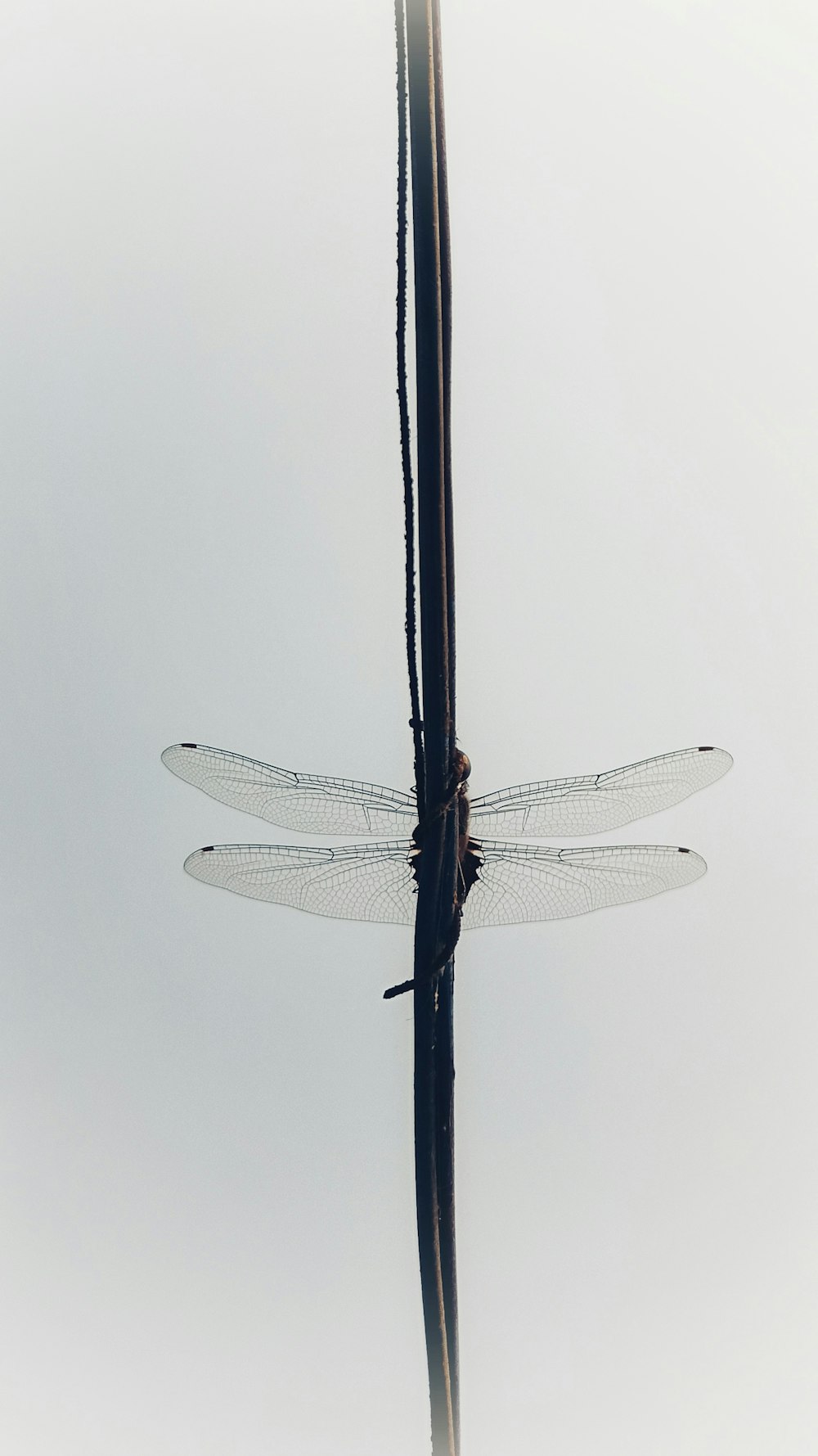 a group of dragonflies sitting on top of a tree branch
