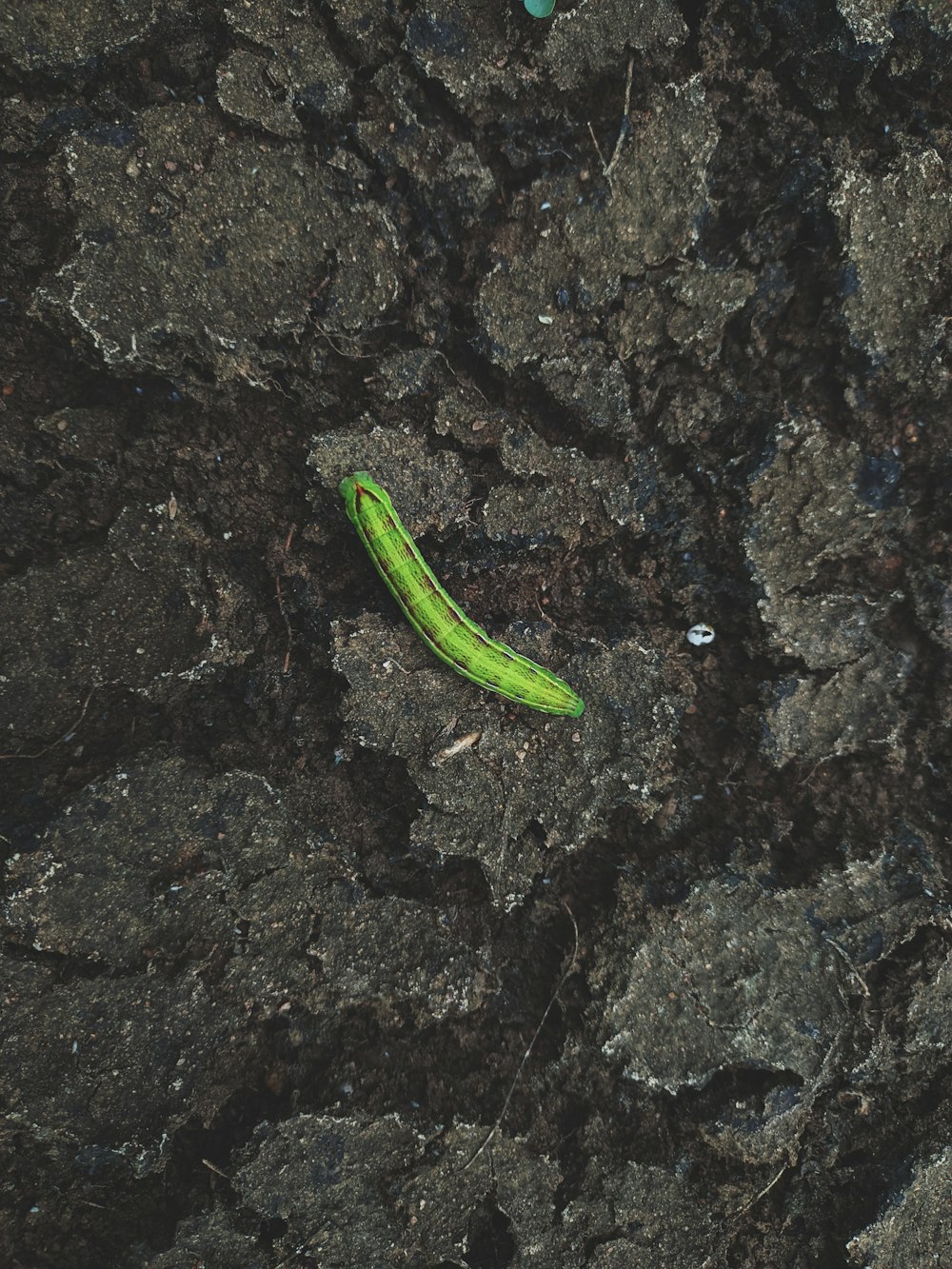 a green banana sitting on top of a rock