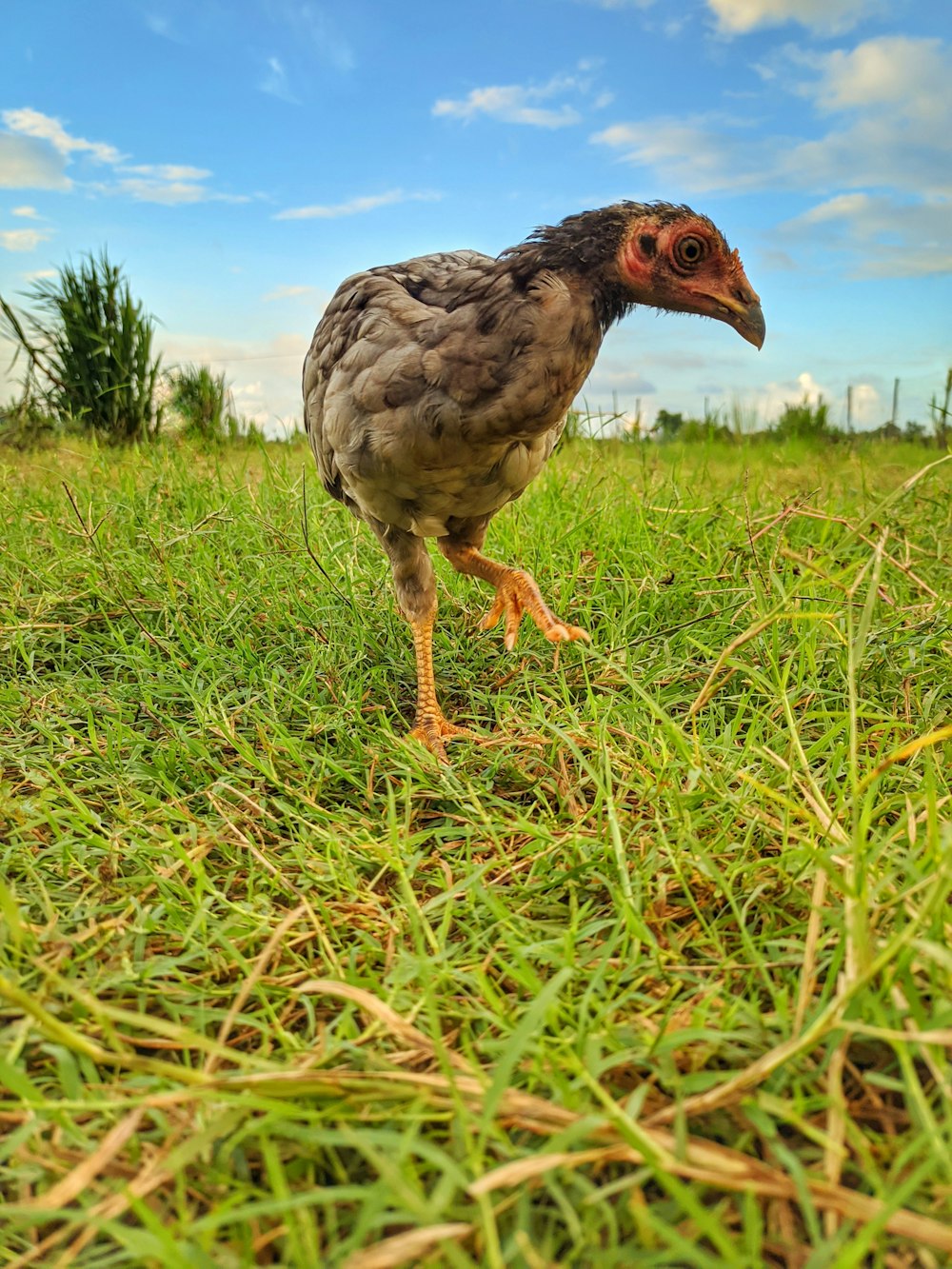 a bird standing on top of a lush green field