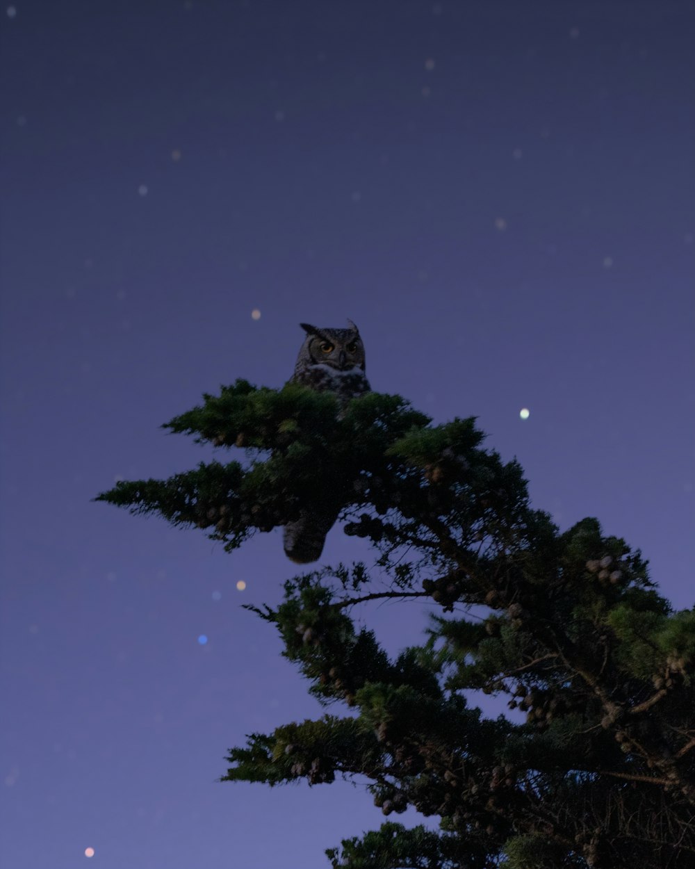 an owl sitting on top of a pine tree