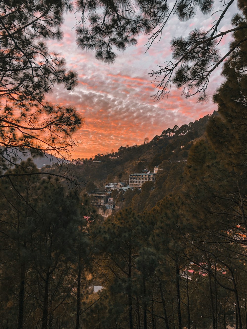 a view of a sunset through the trees