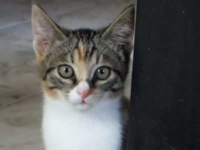 A curious black and white kitten sitting alert beside colorful toys