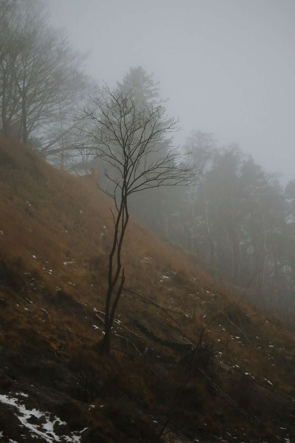 a lone tree on a hill in the fog