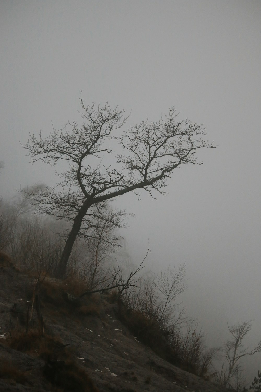 a lone tree in the fog on a hill