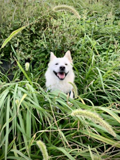 a white dog sitting in a field of tall grass