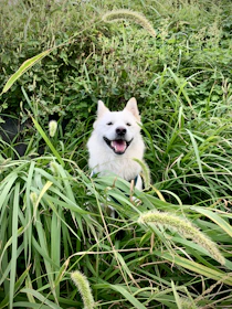 a white dog sitting in a field of tall grass