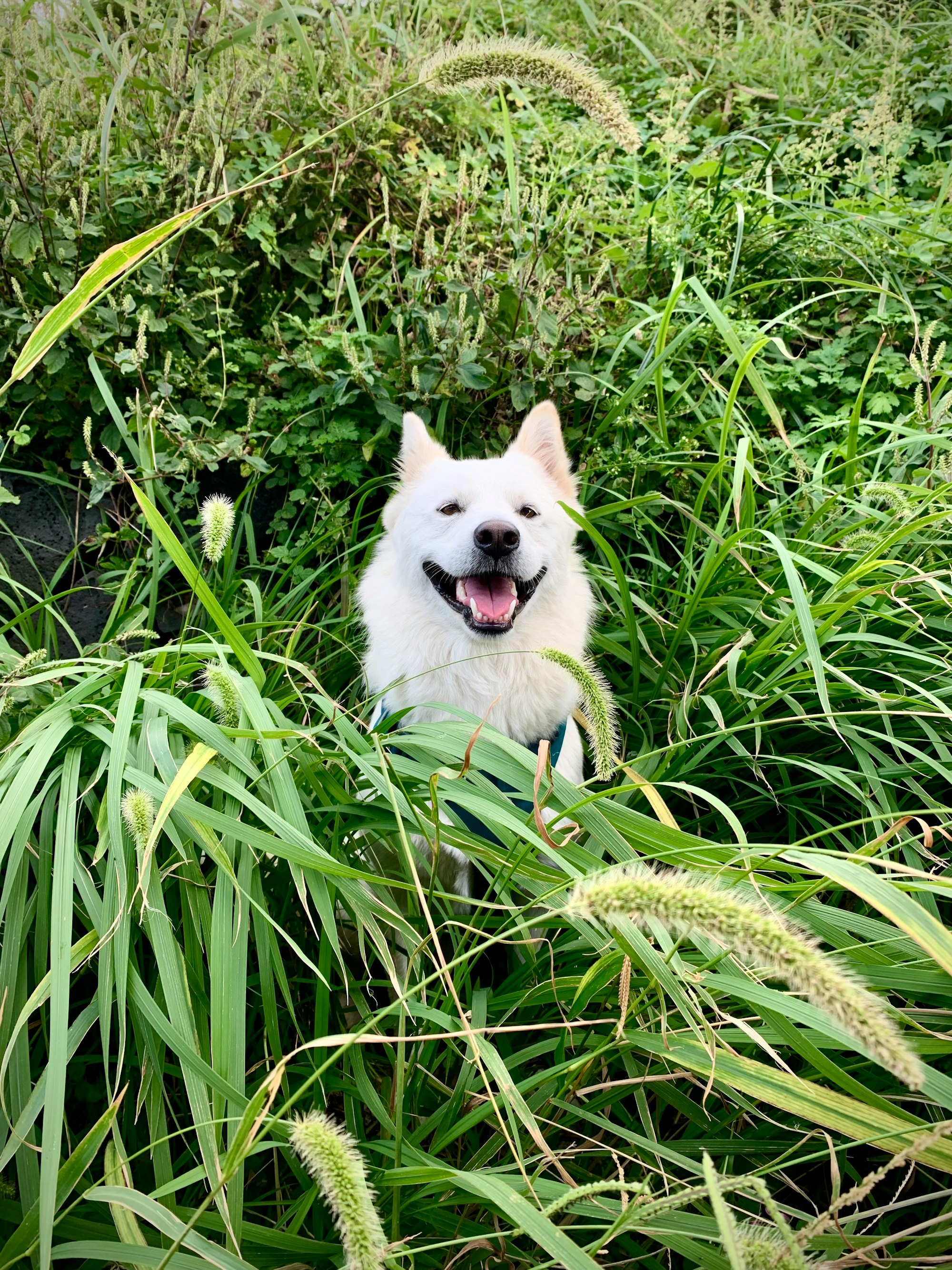White dog hiding in the grass