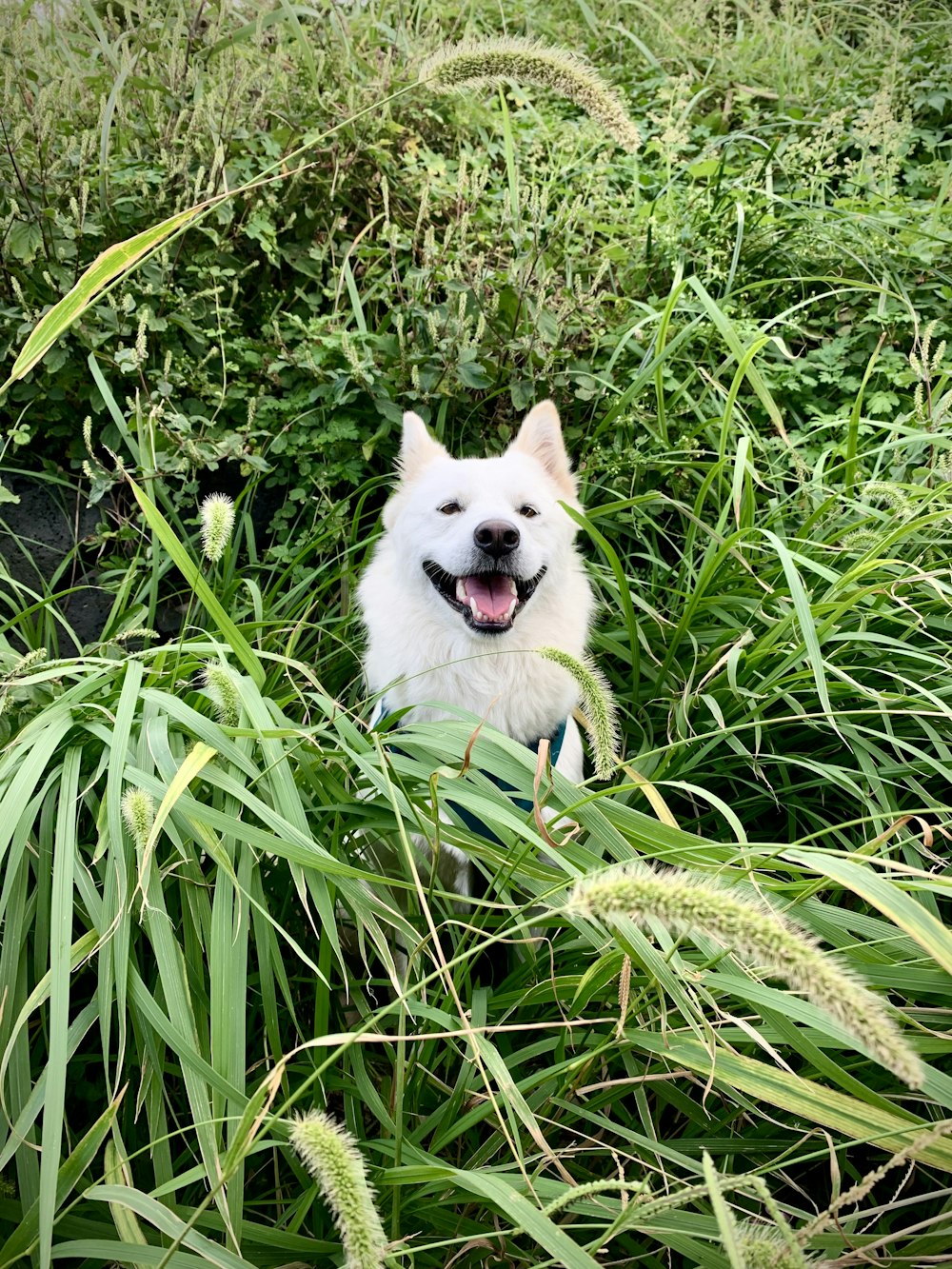 a white dog sitting in a field of tall grass