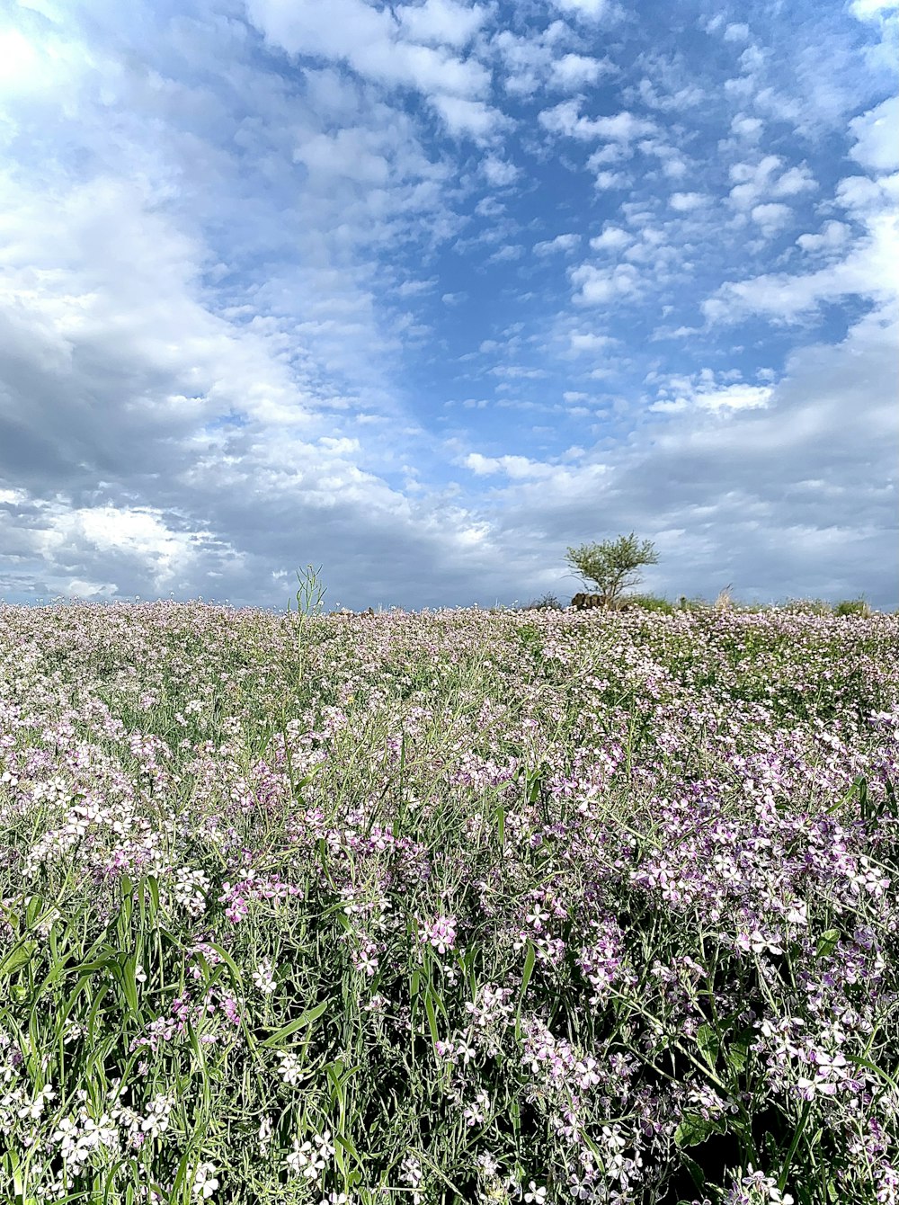 a field full of purple flowers under a cloudy blue sky
