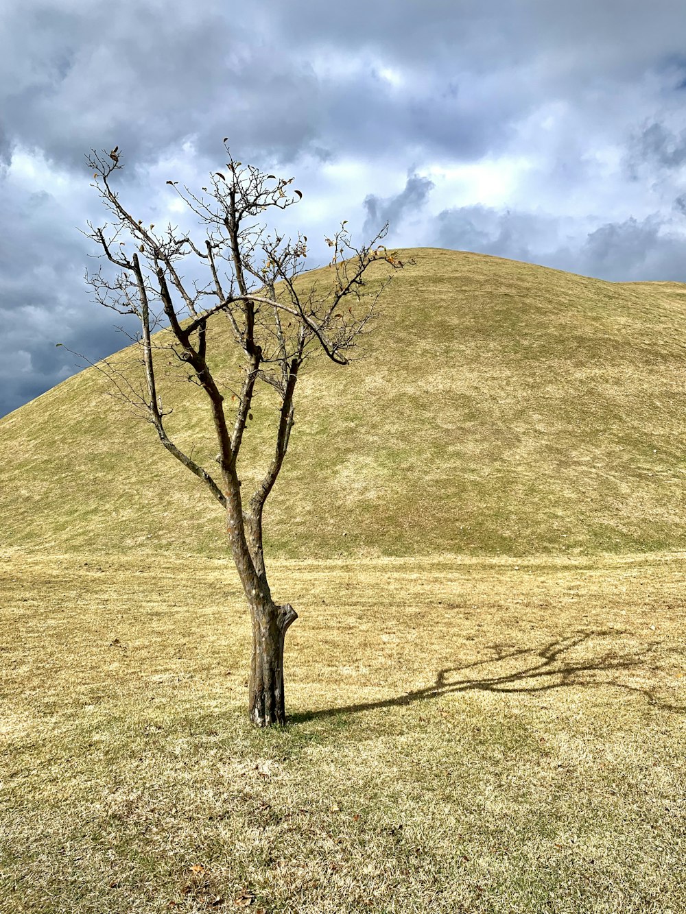 a lone tree stands in the middle of a field