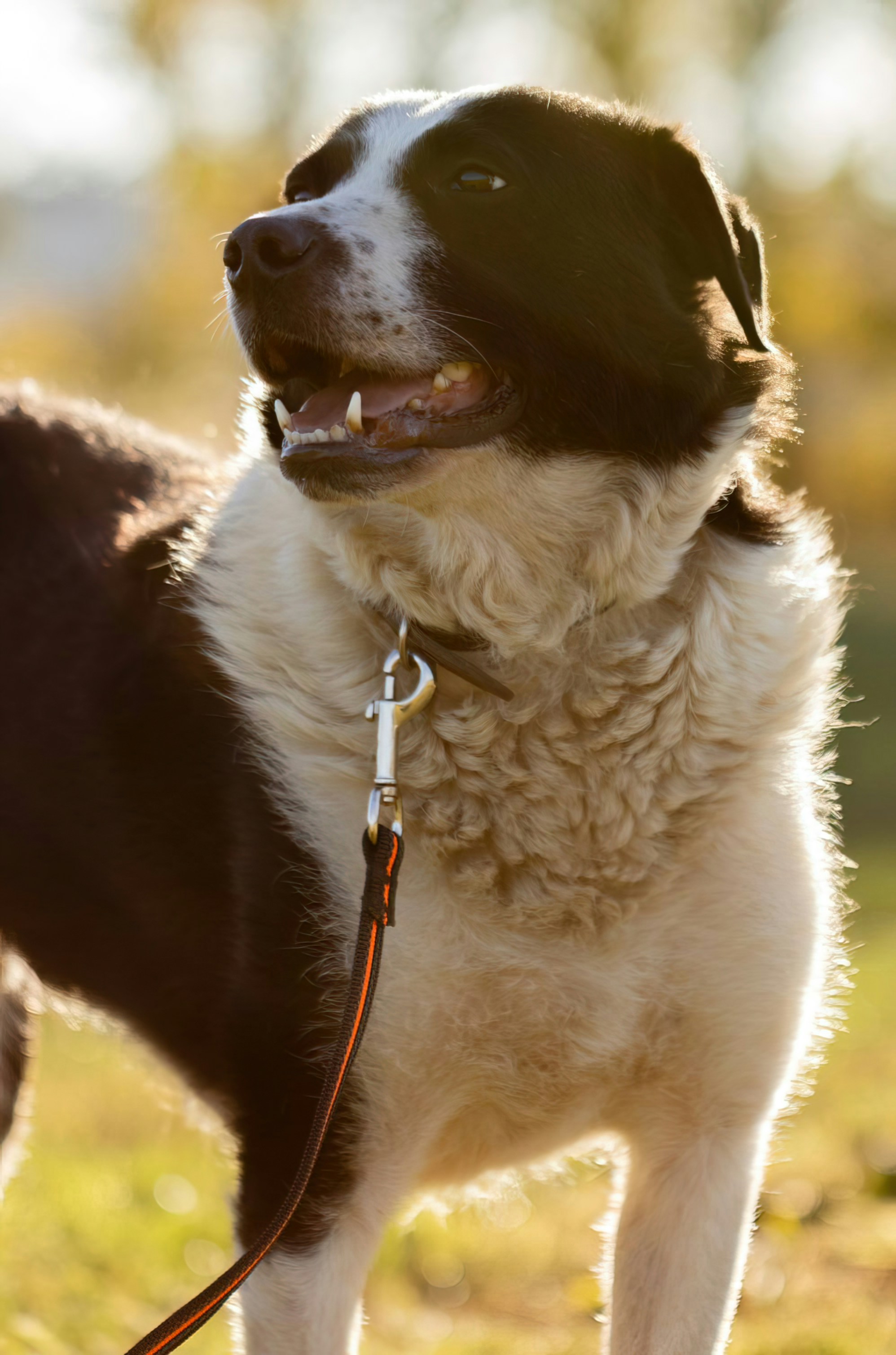 a close up of a dog on a leash