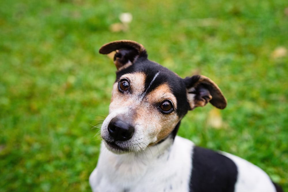 a black and white dog sitting on top of a lush green field