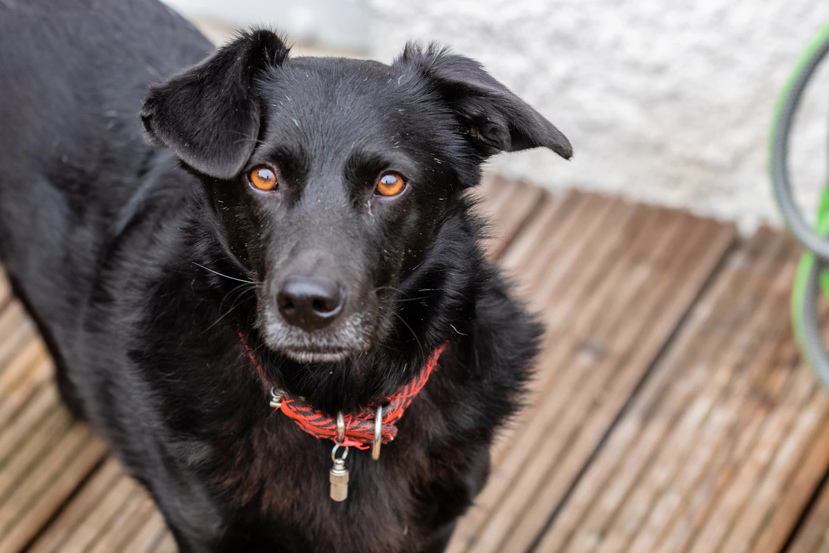 Perro triste en jaula de refugio de animales esperando adopción