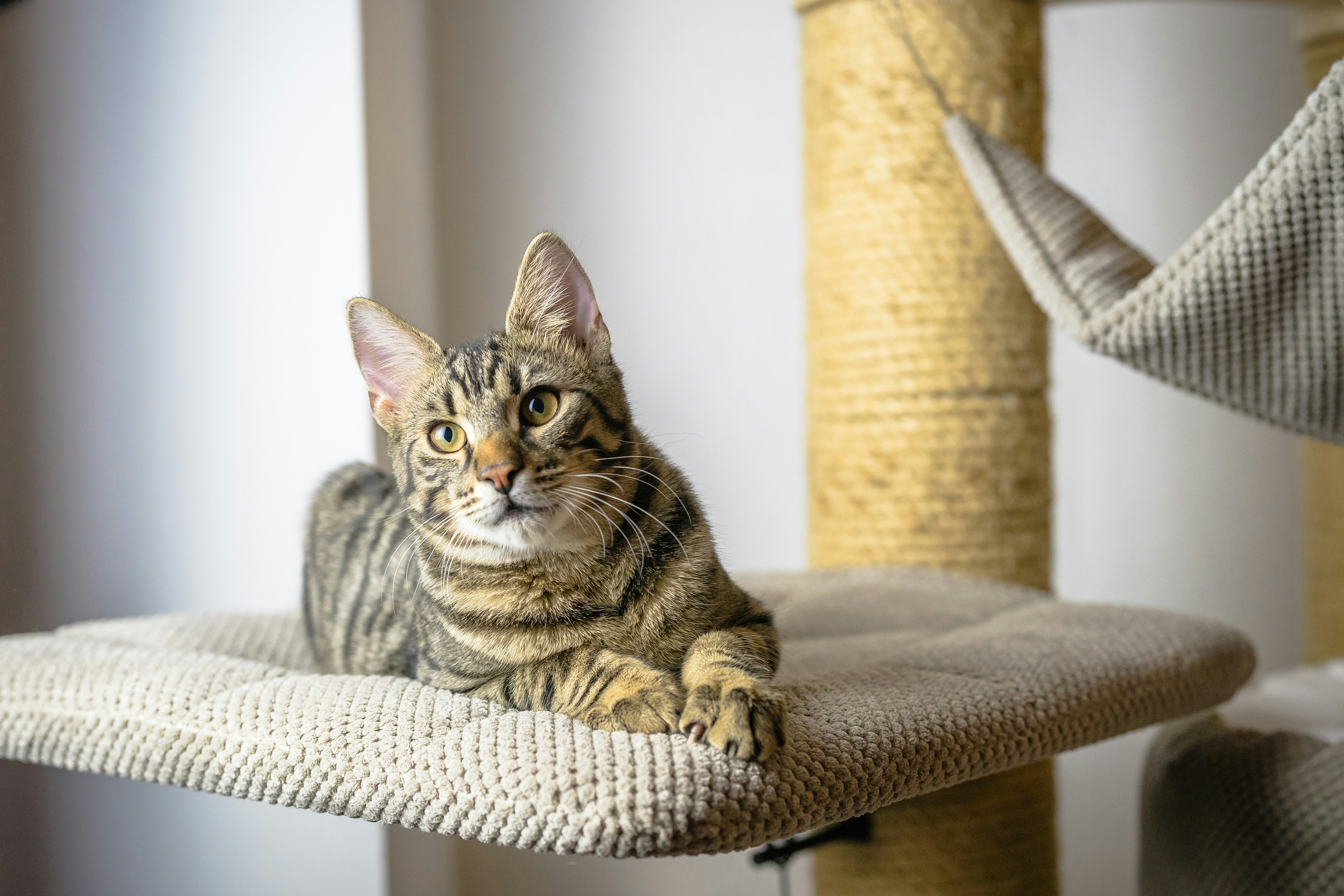 a cat laying on top of a scratching post