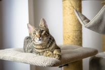 A tabby cat with distinct stripes is lounging comfortably on a beige, textured platform, part of a multi-level cat tower. The background shows parts of the cat tower with scratch poles wrapped in jute rope and another platform.