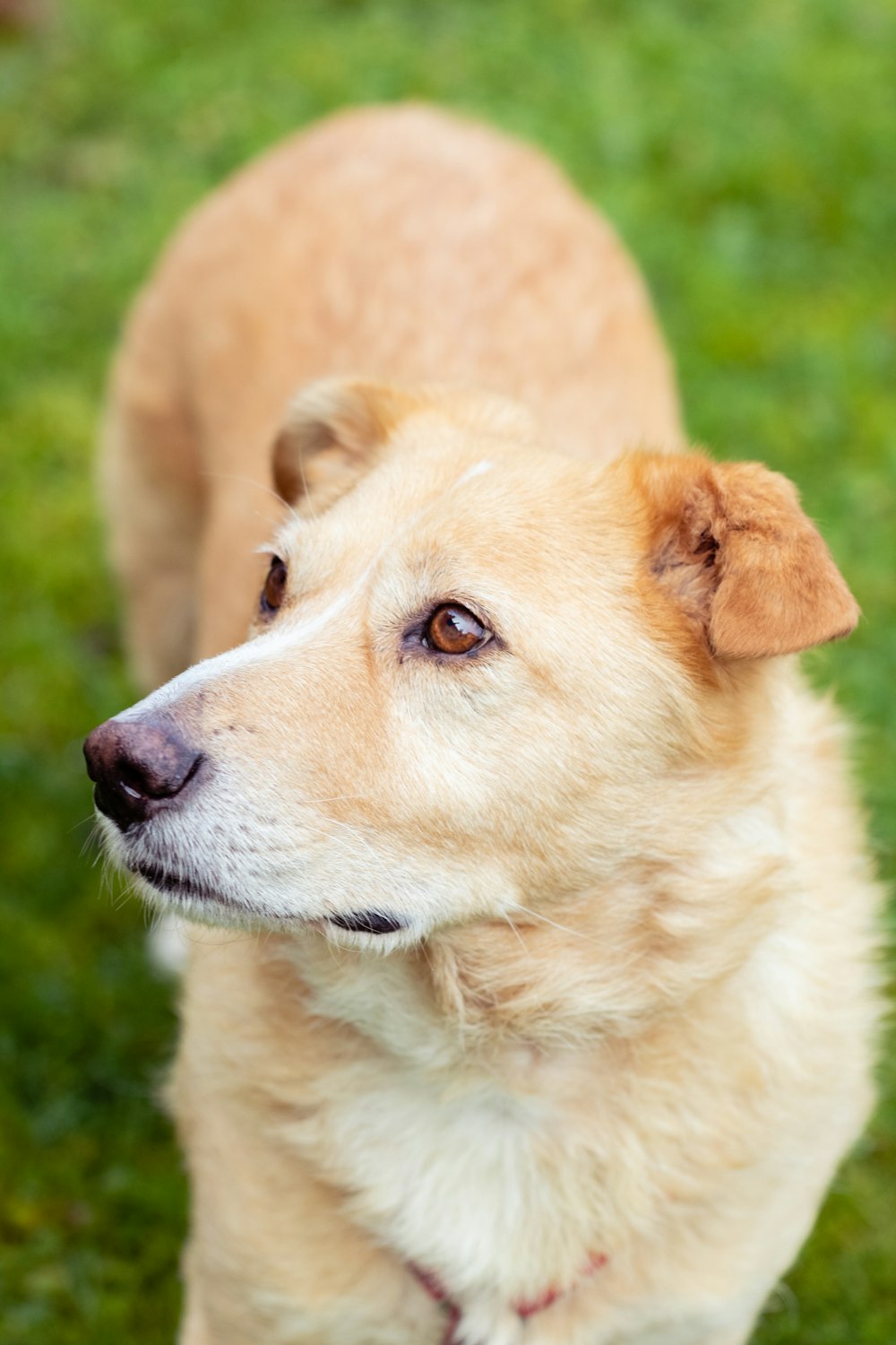 a close up of a dog on a field of grass